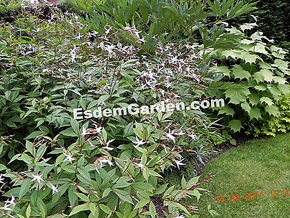 Gillenia trifoliata、繊細さと丈夫さ