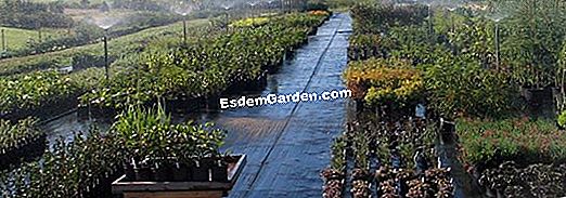 Jardin des Plantesにある1000蘭と1蘭
