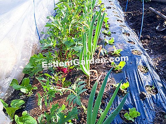 月とニンジンを成長させる(根の野菜)