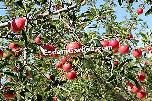 リンゴの樹木の収穫
