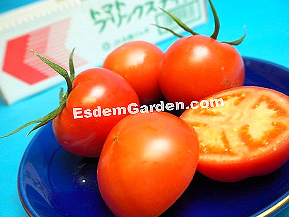トマト栽培カレンダー