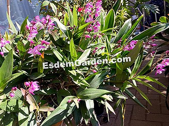 夏のバルコニー:開花植物