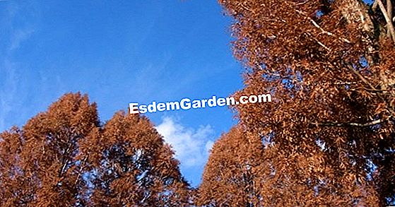 裸の木を植える