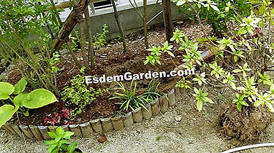 落葉広大なツツジを植える
