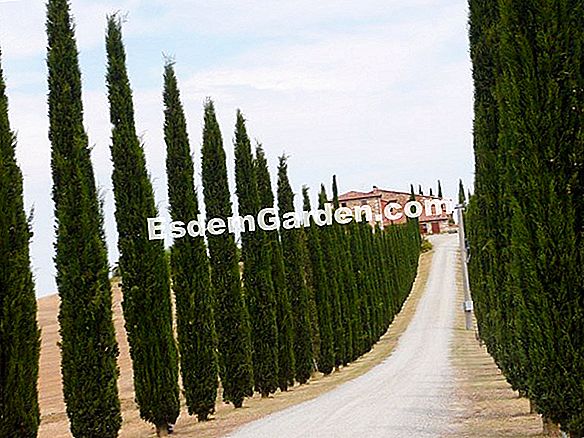 イタリアのヒノキ(Cupressus sempervirens)