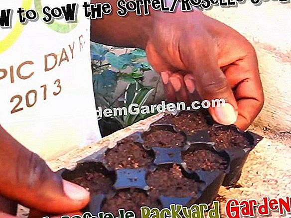 Sow sorrel
