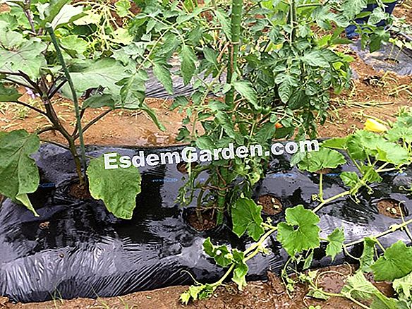 白いニンニクを植える