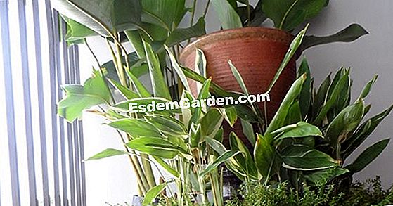 Rumah hijau balkoni mini untuk penanaman awal