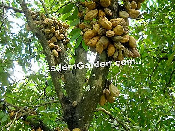 Merawat pokok buah-buahan