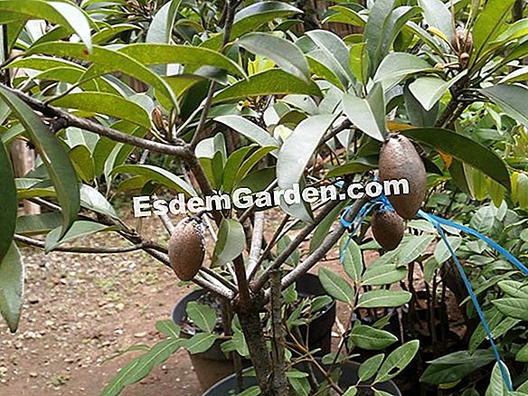 Merawat pokok hazel