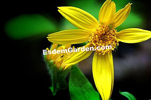Menanam daisy