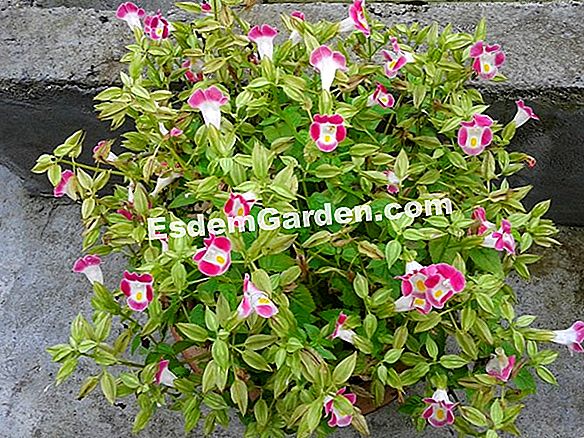Tumbuh petunia dalam panci
