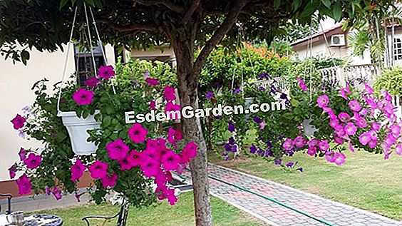 Menyemai petunia