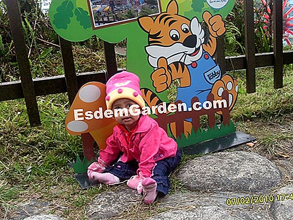 Dia berjalan dia berjalan, iris x 'Holden Clough'!