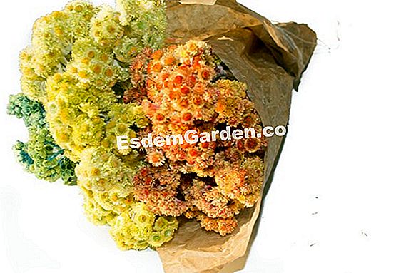 Bouquet of immortelle kering