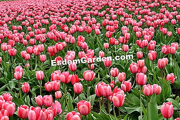 Adegan berbunga: bunga tulip terhadap rumput