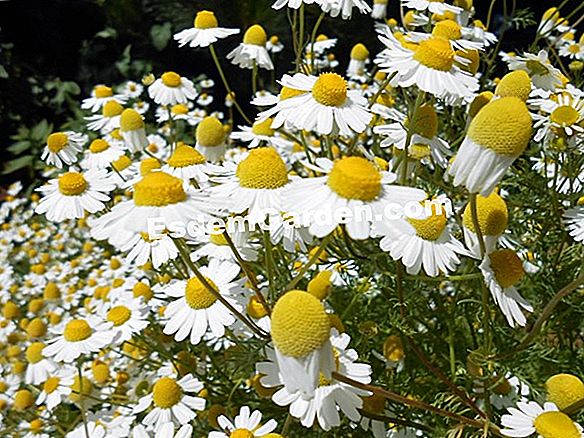 Chamomile tumbuhan