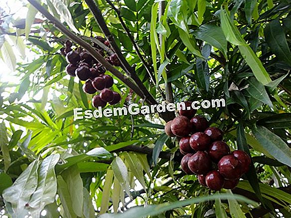 Menanam lily