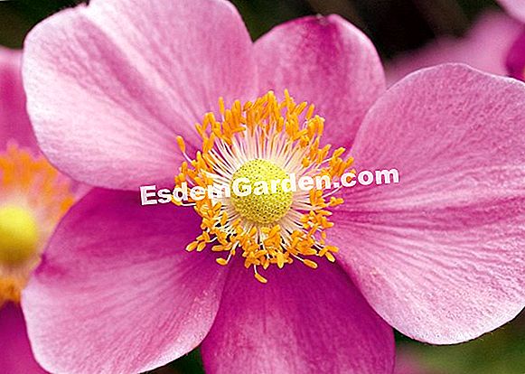 Anemone 'Charm September'