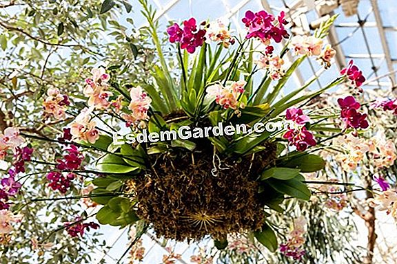 Geranium: nilai selamat