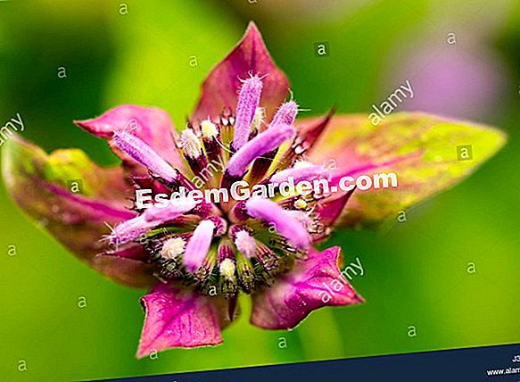 Monarde 'Schneewittchen'