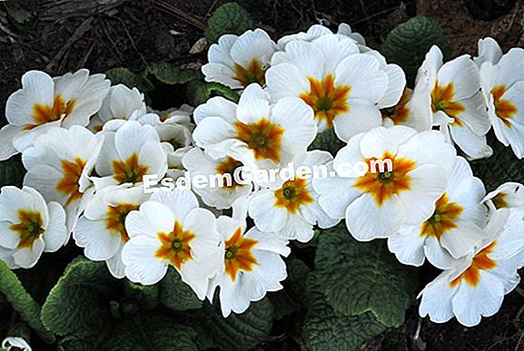 Primroses: trezirea grădinii