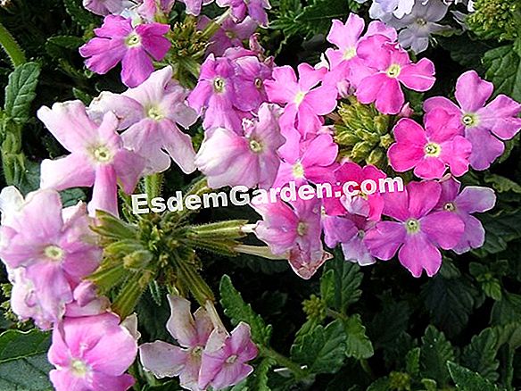 Cyclamen pedesaan tumbuhan dalam periuk atau di tempat terbuka