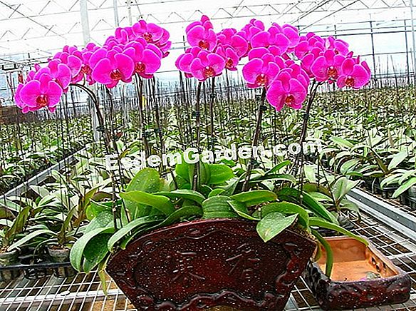 Potting phalenopsis orchid yang berjaya