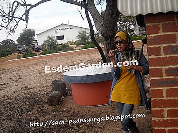 Zaitun: jemput Selatan ke meja anda!