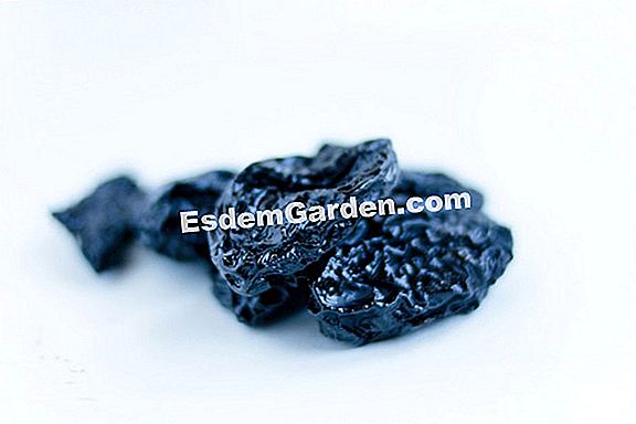 Prune buddléia