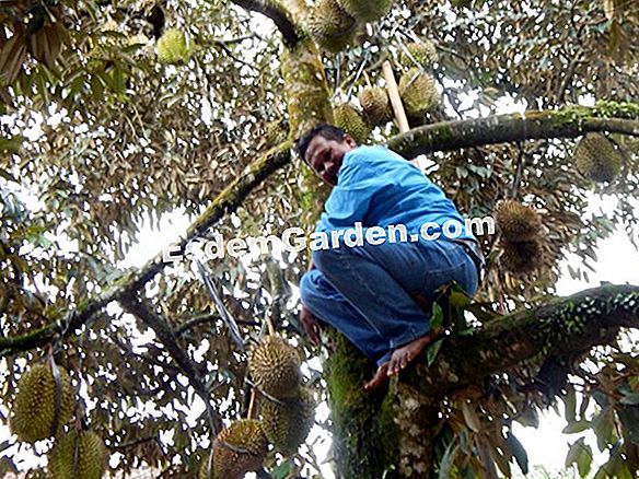 Menanam pokok lemon