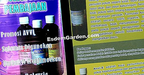 Kenali organ pokok buah-buahan