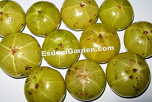 Bentuk apa untuk pokok buah-buahan yang dilabel?