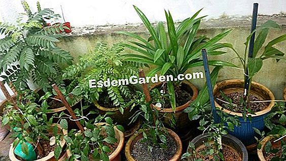 Potong pokok pir