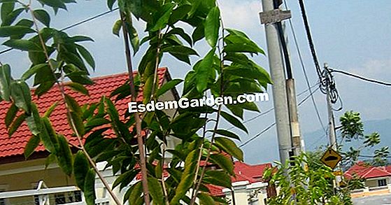 Menjana penanaman anggur: tip
