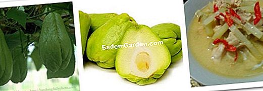 Tumbuh labu dengan bulan (buah-buahan)