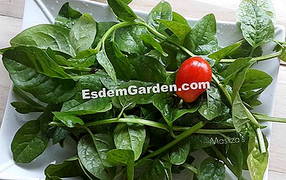 Mula berkebun dengan bulan