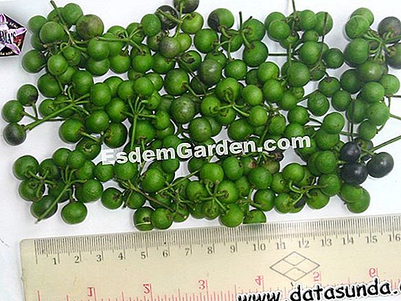 Berkebun dengan bulan. Menanam semak belukar