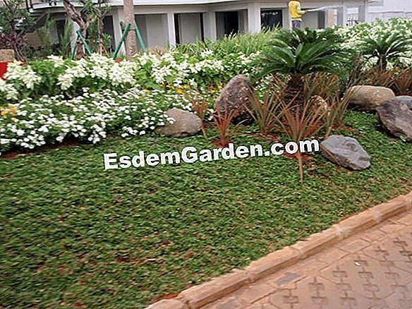Saiz rumput