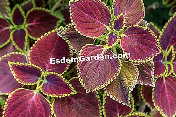 Sow coleus itu