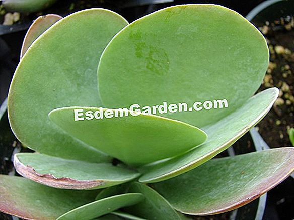 Kalanchoe thyrsiflora, kalanchoe dengan daun besar