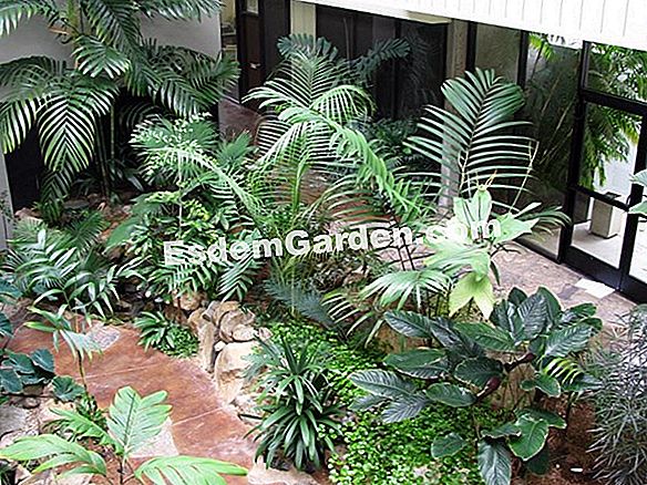 Houseplants mudah dijaga