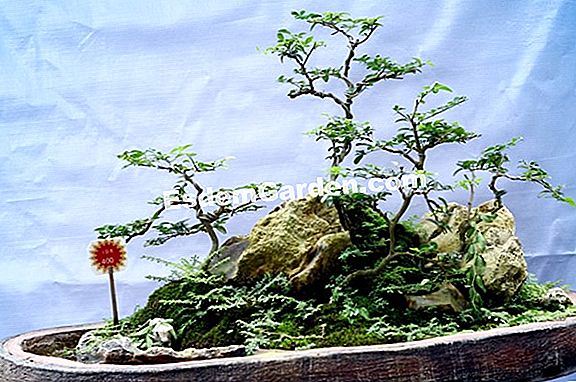 Bagaimana untuk mengembangkan bonsai yang dipandu ficus?