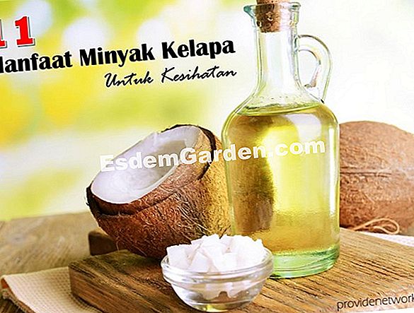 Manfaat minyak pati susu thistle