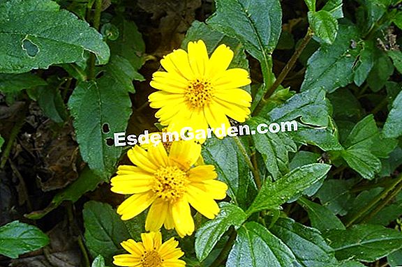 Manfaat anise bintang Cina atau anise bintang