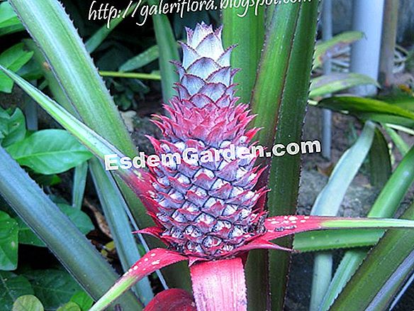 Flora nanas