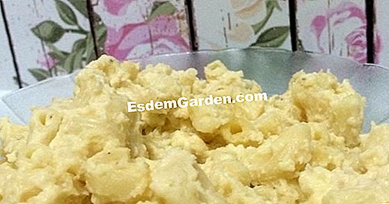 Telur Angelica