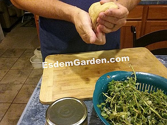 Purslane dan salad bit dengan gizzards ternakan yang dipelihara