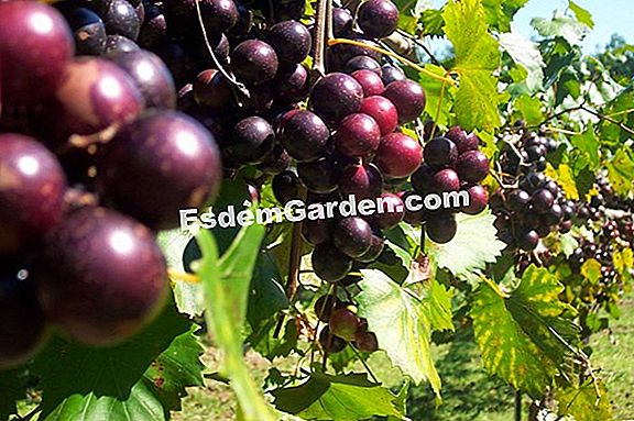 Sirap Elderberry