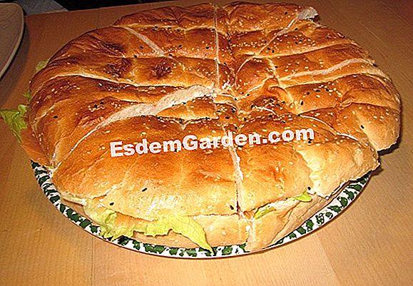 Salmon endif dan salmon